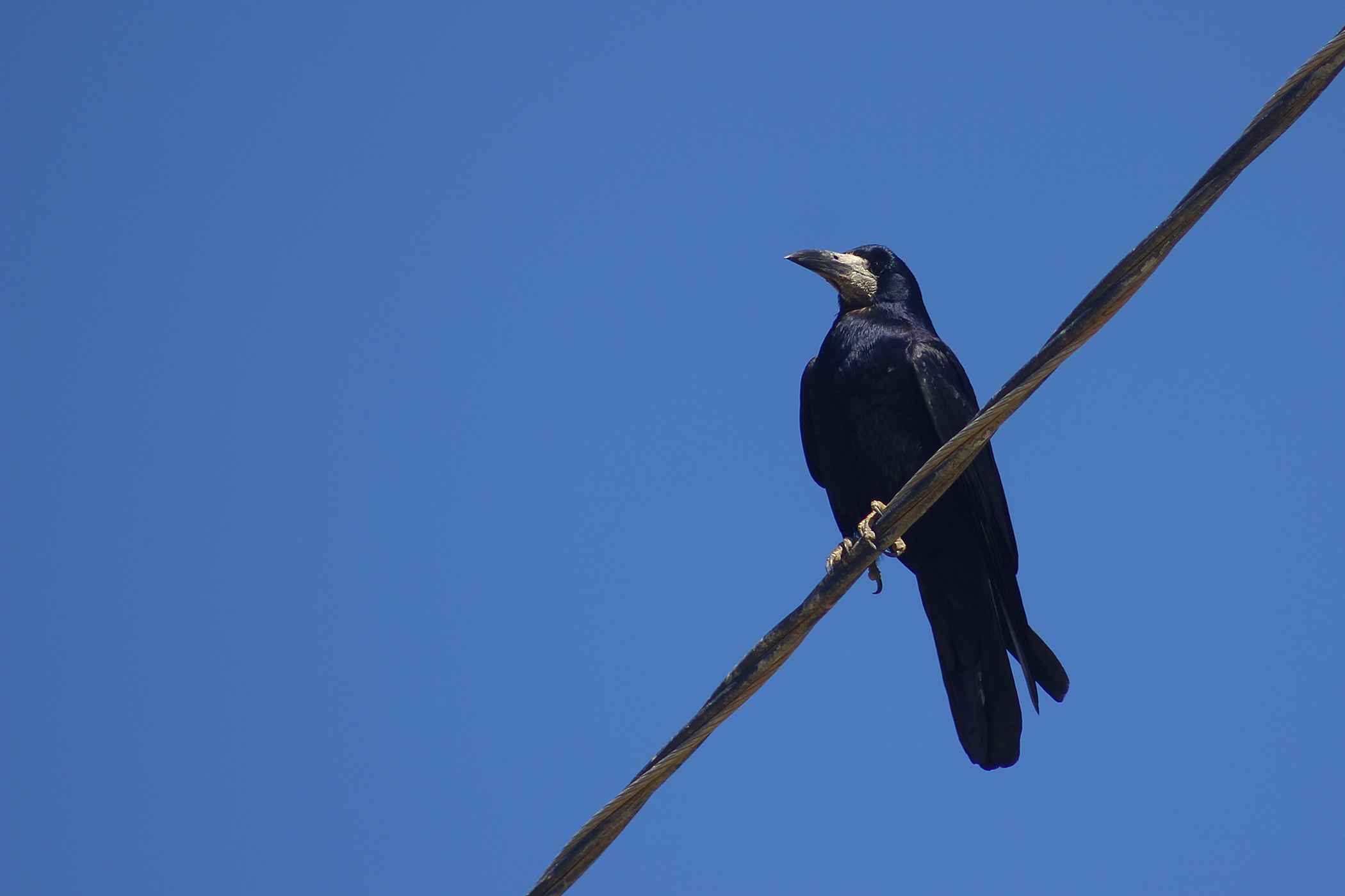 Rook